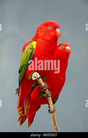 Due vibrazioni lory in cattività, Rio Grande Zoo di Albuquerque Parco Biologico di Albuquerque, Nuovo Messico, STATI UNITI D'AMERICA Foto Stock