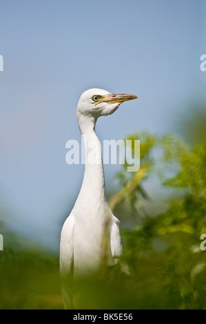 Airone bianco maggiore Ardea alba Foto Stock