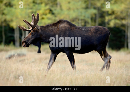 Bull moose (Alces alces), dalla foresta nazionale di Roosevelt, Colorado, Stati Uniti d'America, America del Nord Foto Stock