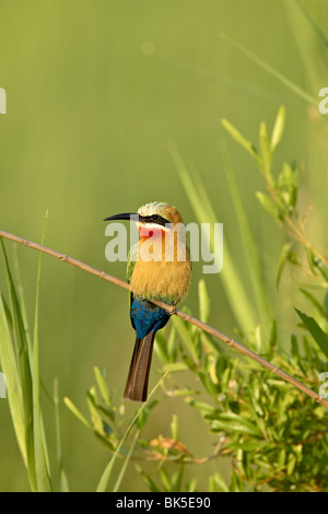 Bianco-fronteggiata Gruccione (Merops bullockoides), Kruger National Park, Sud Africa e Africa Foto Stock