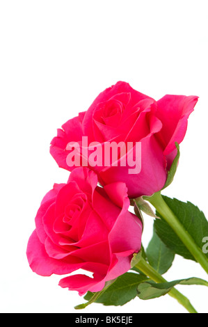 Due Cerise Pink roses in bloom contro uno sfondo bianco Foto Stock