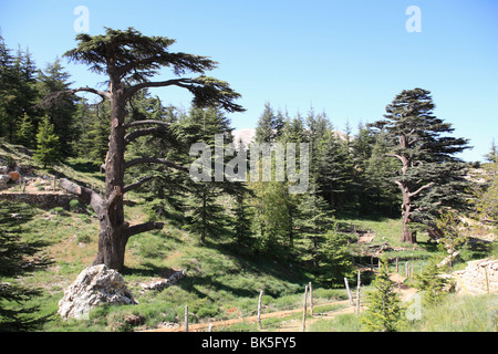 Il legname di cedro di Bcharre, Qadisha valle, Sito Patrimonio Mondiale dell'UNESCO, Libano, Medio Oriente Foto Stock