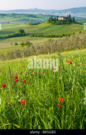 Val d'Orcia mostra Belvedere e colline toscane, Sito Patrimonio Mondiale dell'UNESCO, San Quirico d'Orcia, Toscana, Italia Foto Stock