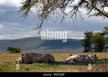 I rinoceronti resto sotto l'ombra di un albero in Lake Nakuru National Park, Kenya, Africa orientale, Africa Foto Stock