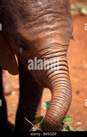 Un Baby Elephant al David Sheldrick Wildlife Trust l'Orfanotrofio degli elefanti, Nairobi, Kenya, Africa orientale, Africa Foto Stock