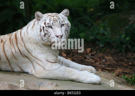 La tigre bianca (Panthera tigris) in appoggio su una roccia, lo Zoo di Singapore, Singapore Foto Stock