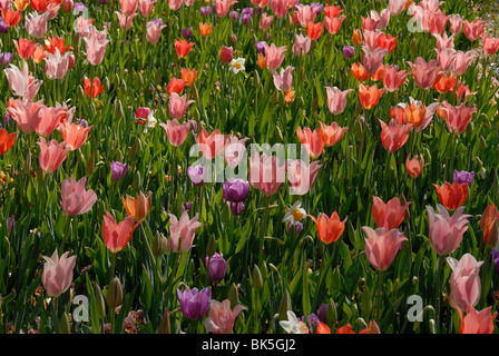 Letto di fiori di tulipani in fiore nel Dallas Arboretum Park, Texas Foto Stock