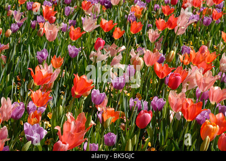 Letto di fiori di tulipani in fiore nel Dallas Arboretum Park, Texas Foto Stock