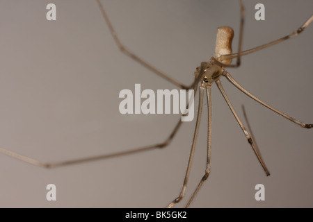 Una cantina spider (a.k.a. daddy long-gambe) è appeso a testa in giù nel suo web, nel seminterrato di una casa. Foto Stock