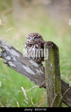 Civetta (Athene noctua) captive, Regno Unito, Europa Foto Stock