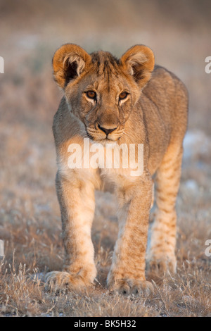 Lion cub (Panthera leo), il Parco Nazionale di Etosha, Namibia, Africa Foto Stock