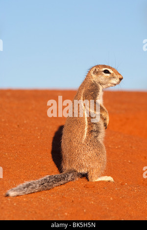 Massa (scoiattolo Xerus inauris), Kgalagadi Parco transfrontaliero, Northern Cape, Sud Africa e Africa Foto Stock