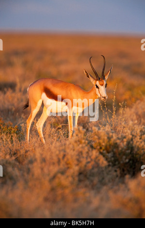 Springbok (Antidorcas marsupialis), femmina alimentazione, il Parco Nazionale di Etosha, Namibia, Africa Foto Stock