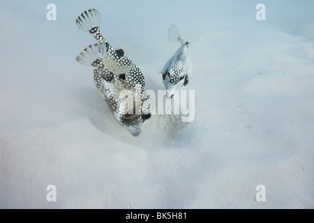 Smooth Trunkfish (Lactophrys triqueter) alimentazione sul fondo sabbioso presso il sito di immersione invisibili in Bonaire Foto Stock