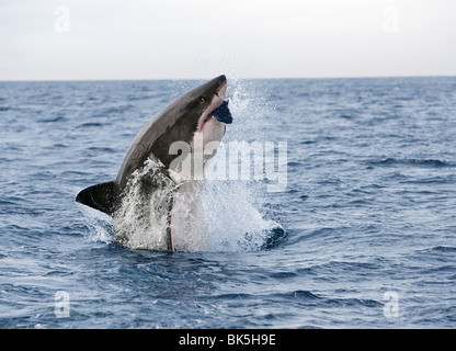 Il grande squalo bianco (Carcharodon carcharias), in caso di violazione per decoy, Isola di tenuta, False Bay, Città del Capo, Sud Africa e Africa Foto Stock