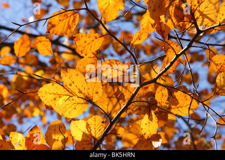 Giallo faggio le foglie in autunno contro il profondo blu del cielo Foto Stock