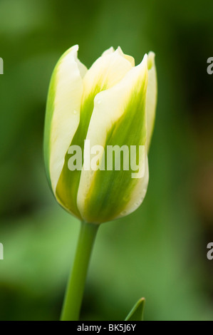 Tulip 'Spring verde' all'Eden Project in Cornovaglia Foto Stock