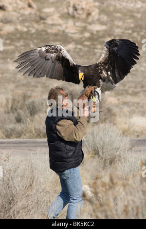 Falconer Steve Chindgren e Steller's Sea Eagle Foto Stock