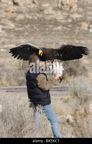 Falconer Steve Chindgren e Steller's Sea Eagle Foto Stock