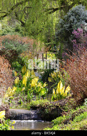 Colorata e vivace piante, fiori ed alberi del Isabella Plantation in Richmond Park, Londra, Inghilterra Foto Stock