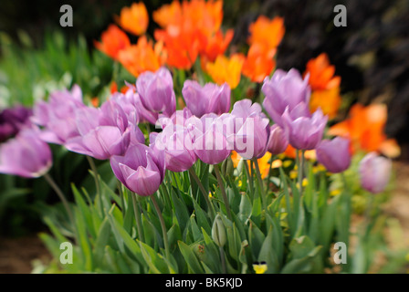 Letto di fiori di tulipani in fiore nel Dallas Arboretum Park, Texas Foto Stock