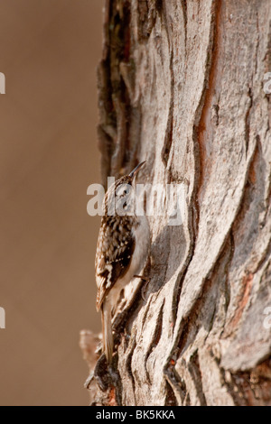 Superriduttore marrone in cerca di cibo su acero Foto Stock