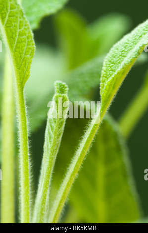 Abstract close up di foglie di salvia comune, Savlia officinalis, impianti Foto Stock