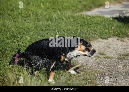 Entlebucher Sennenhund / Entlebucher cane di montagna Foto Stock