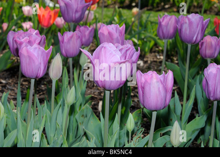 Letto di fiori di tulipani in fiore nel Dallas Arboretum Park, Texas Foto Stock