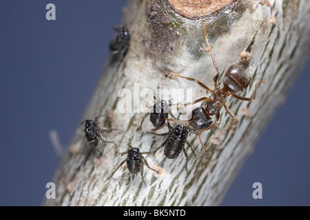 Formiche (Lasius niger, Nero Garden Ant) tendente a afidi (Lachnus roboris) su un albero di quercia Foto Stock