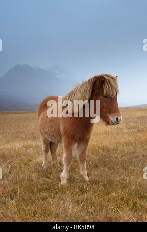 Cavalli islandesi e montagne innevate vicino Neskaupstaður Affitto nel fiordo Nordjfordur, uno dei fiordi Est, Islanda Foto Stock