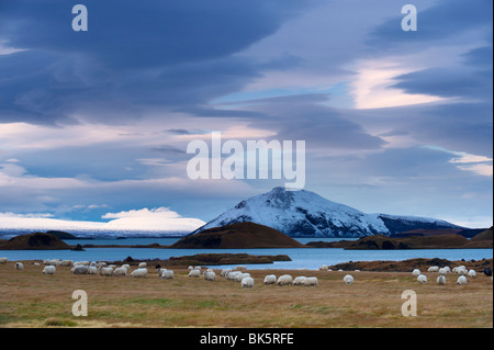 Icelandic Sheep sulla sponda orientale del Lago Myvatn,Myvatn area, Islanda, regioni polari Foto Stock