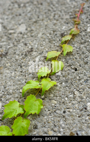 Edera sulla parete Foto Stock