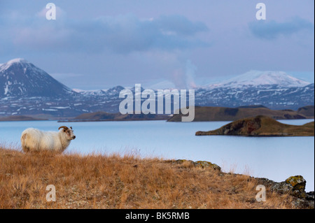 Icelandic Sheep sulle rive del Lago Myvatn, Mount Hlidarfjall, 771m, visibile in distanza, nei pressi di Skutustadir, Islanda Foto Stock