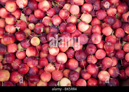 Mele biologiche Foto Stock