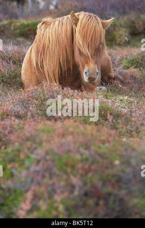 Cavalli islandesi vicino Hrisar (Hvammsfordur), West Islanda, Islanda, regioni polari Foto Stock