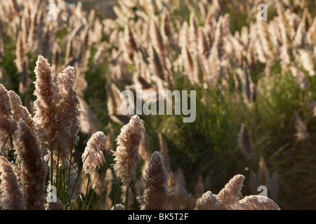 Erba di Pampa Foto Stock