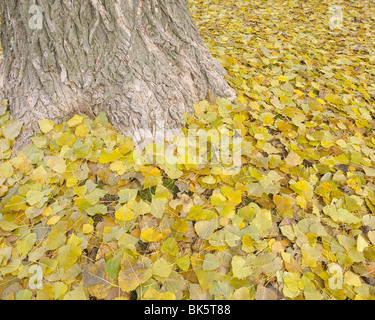 Le foglie in autunno, Norimberga, Baviera, Germania Foto Stock