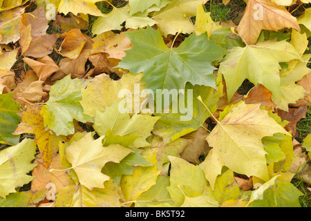 Foglie di acero in autunno, Norimberga, Baviera, Germania Foto Stock