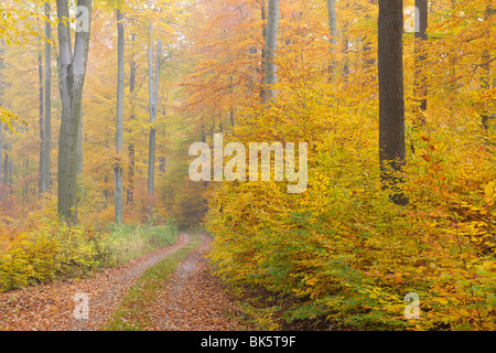 Foresta di faggio in autunno, Spessart, Baviera, Germania Foto Stock