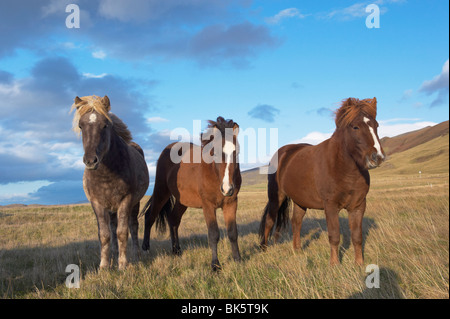 Cavalli islandesi a Midsandur, Hvalfjordur, a nord di Reykjavik, Islanda, regioni polari Foto Stock