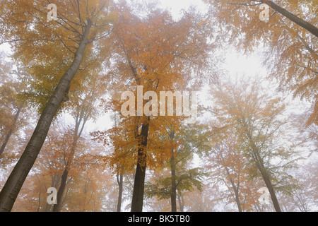 Foresta di faggio, Spessart, Baviera, Germania Foto Stock