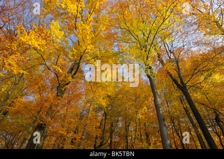 Foresta di faggio in autunno, Spessart, Baviera, Germania Foto Stock