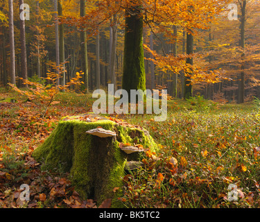 Ceppo di albero con fungo nella foresta di faggio , Spessart, Baviera, Germania Foto Stock