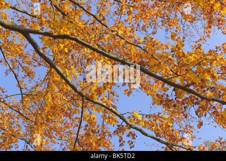 Faggeta in autunno, Spessart, Baviera, Germania Foto Stock