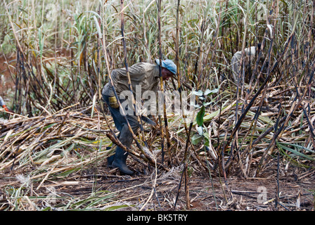 Uomo di taglio della canna da zucchero in Mauritius Foto Stock