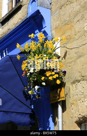 Cestello pensile di narcisi e Pansies al di fuori di un negozio nel Dorset Inghilterra Foto Stock