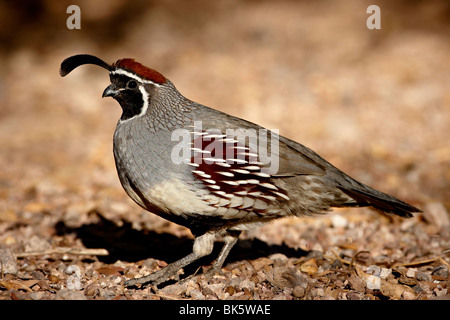 Maschio della Gambel Quaglia graffiare per cibo, Henderson Bird Visualizzazione di preservare, Henderson, Nevada, STATI UNITI D'AMERICA Foto Stock