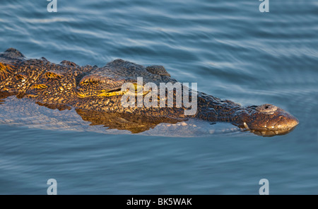 Un'immagine ravvicinata della testa di un coccodrillo nel fiume Zambesi, Zambia Foto Stock