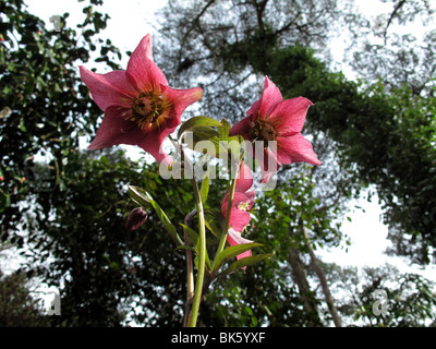 Veratro rosa fiori Foto Stock